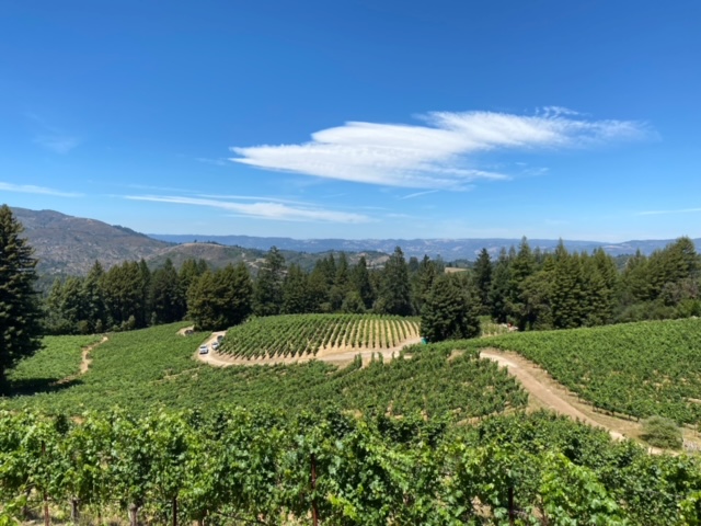 The Saffron Vineyard produces incredible Mount Veeder Cabernet Sauvignon from the Napa Valley